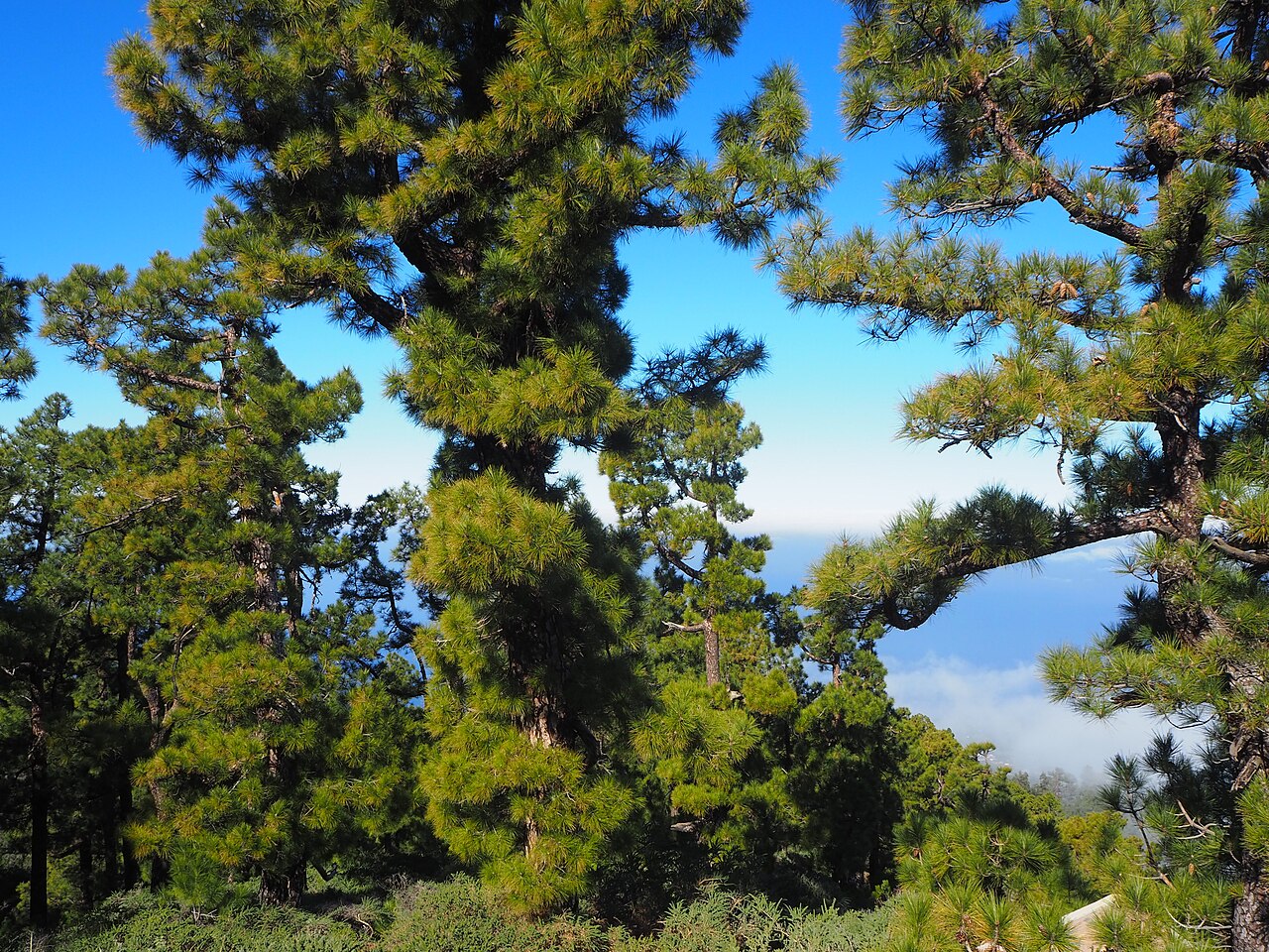 Canary islands pine: Pinus canariensis, the Canary Island pine