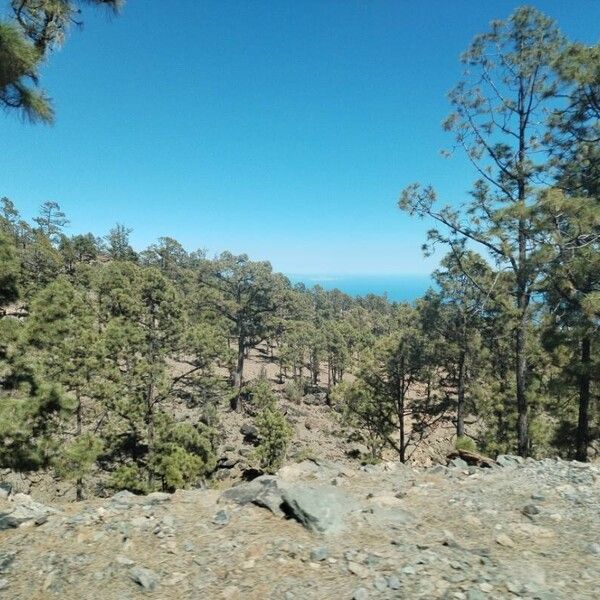 Canary islands pine (Pinus canariensis)