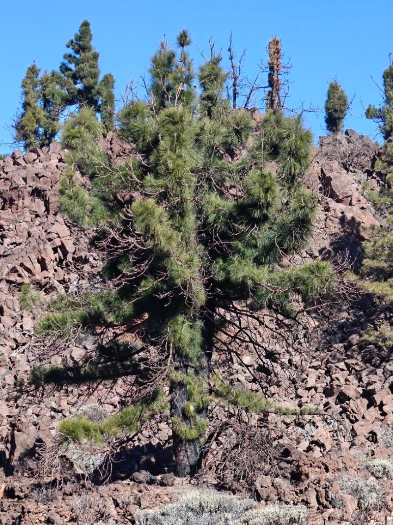 Canary islands pine (Pinus canariensis)