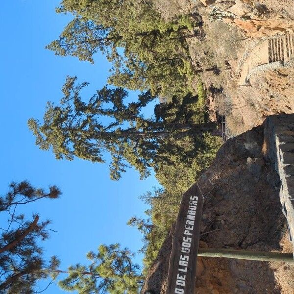 Canary islands pine (Pinus canariensis)