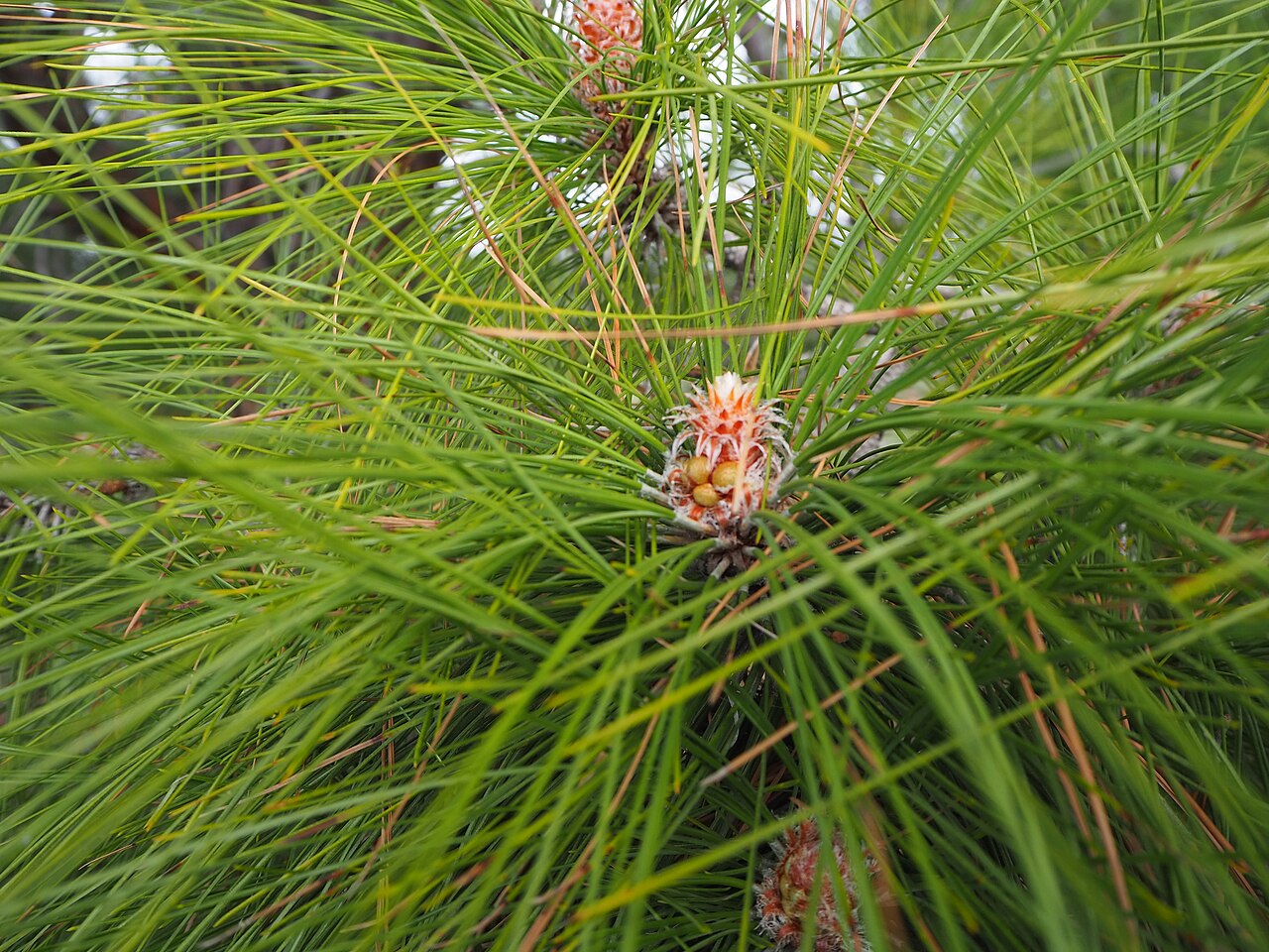 Canary islands pine: canary island pine