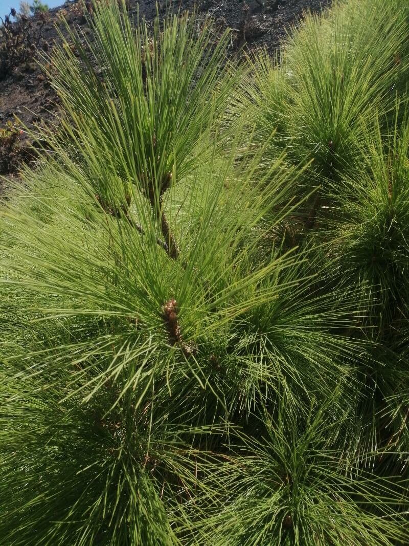Canary islands pine (Pinus canariensis)