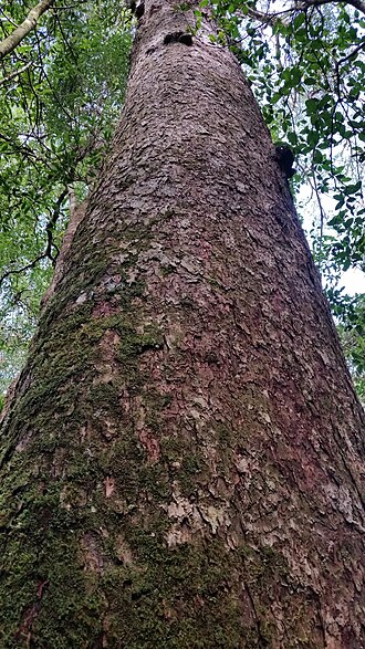 Dalat pine: Dalat White Pine Pinus dalatensis , Lạc Dương District, Lâm Đồng, Vietnam