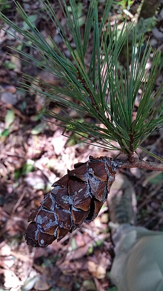 Dalat pine: Dalat White Pine Pinus dalatensis , Lạc Dương District, Lâm Đồng, Vietnam