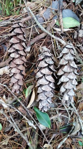 Dalat pine (Pinus dalatensis)