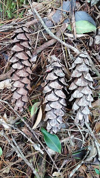 Dalat pine: Dalat White Pine Pinus dalatensis , Lạc Dương District, Lâm Đồng, Vietnam