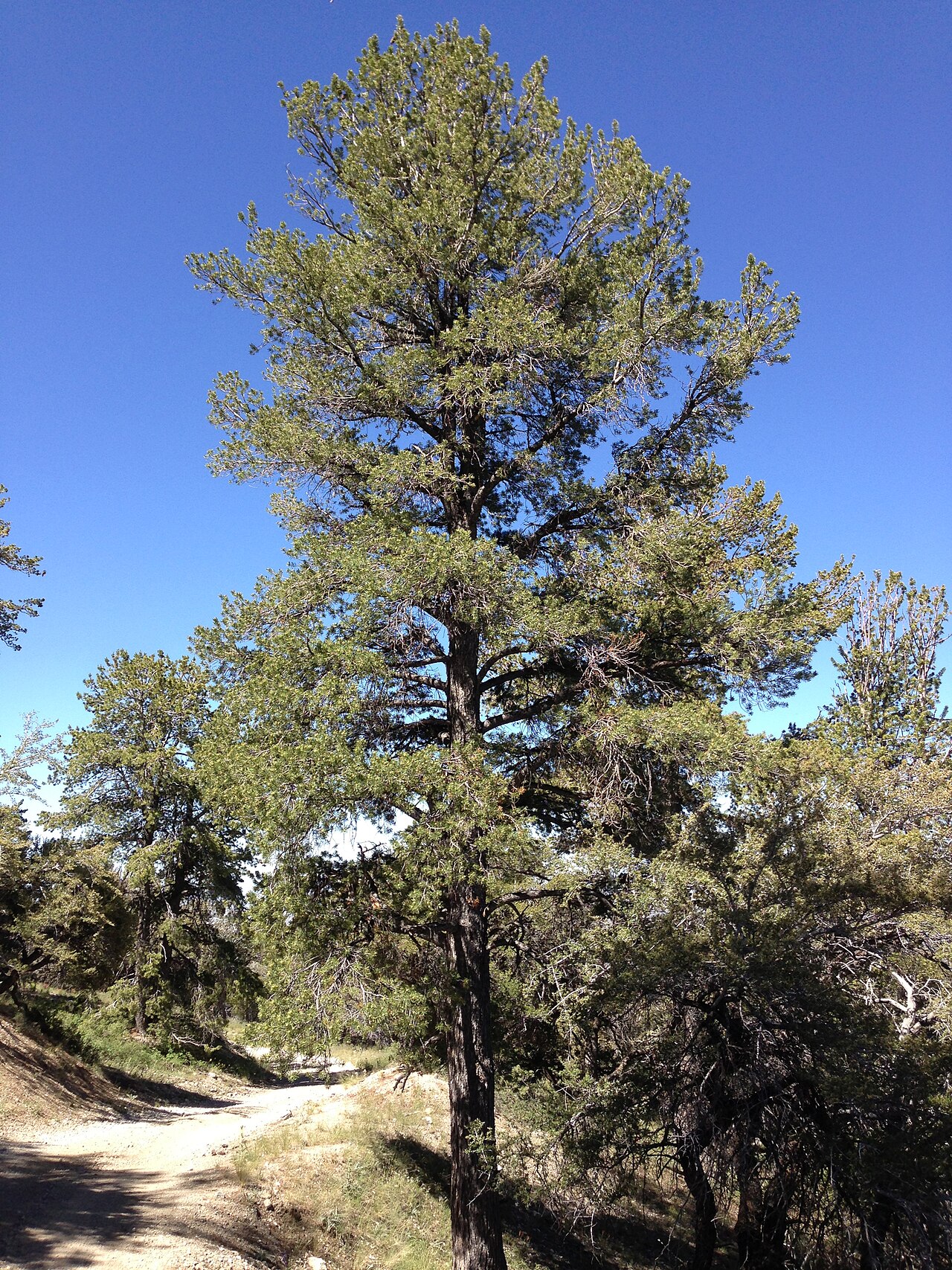 Limber pine: Pinus flexilis (Limber Pine) on Spruce Mountain, Nevada