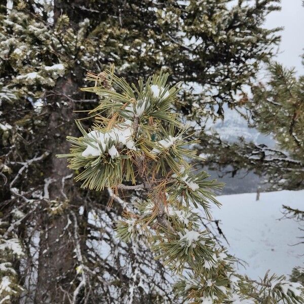 Limber pine (Pinus flexilis)