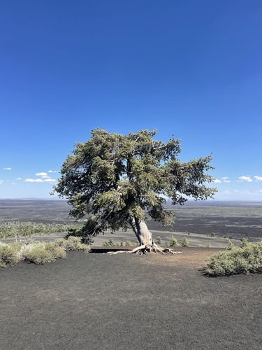 Limber pine (Pinus flexilis)