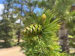 Limber pine (Pinus flexilis)