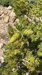Limber pine (Pinus flexilis)