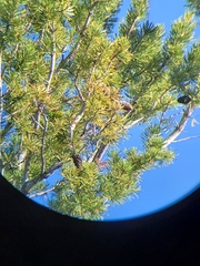 Limber pine (Pinus flexilis)