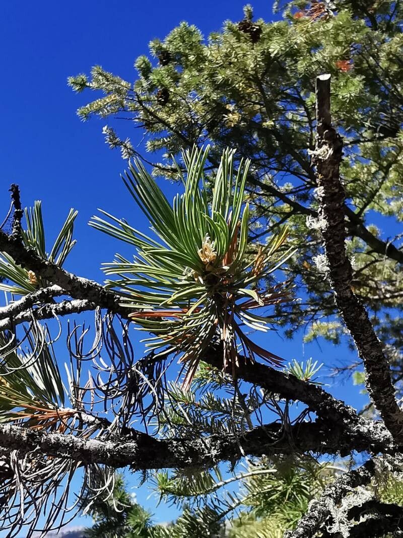 Limber pine (Pinus flexilis)