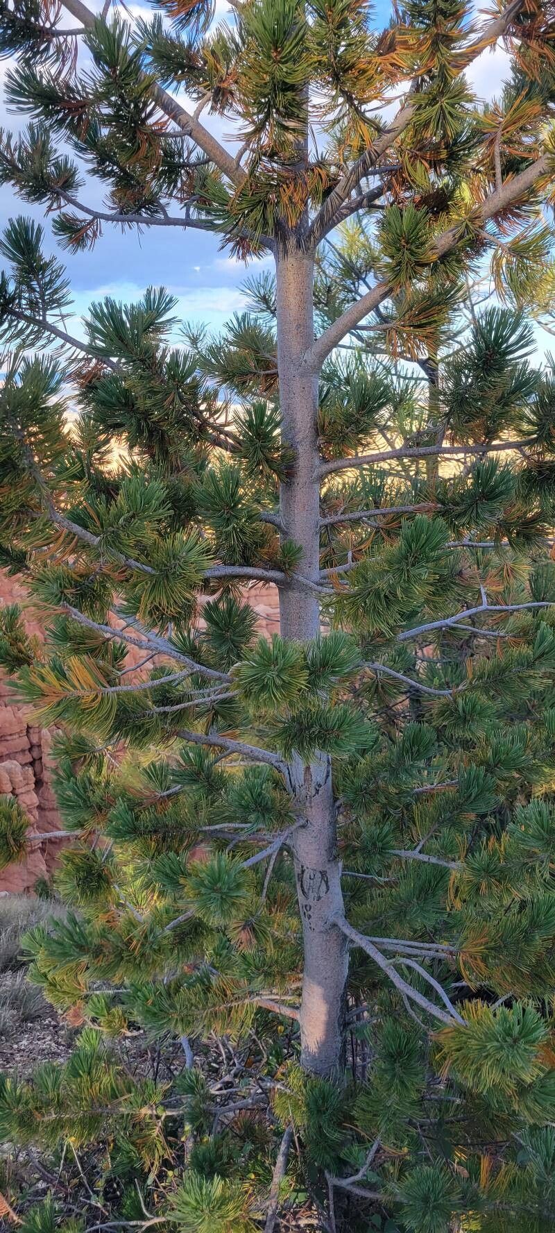 Limber pine (Pinus flexilis)
