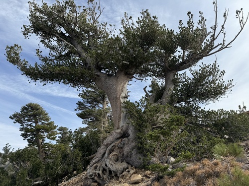 Limber pine (Pinus flexilis)