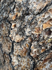 Limber pine (Pinus flexilis)