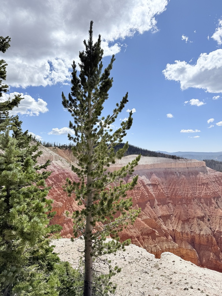 Limber pine (Pinus flexilis)