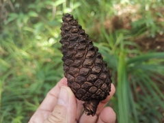 Benguet pine (Pinus kesiya)