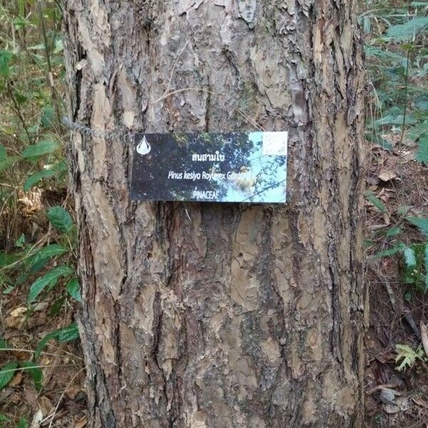 Benguet pine (Pinus kesiya)