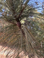 Benguet pine (Pinus kesiya)