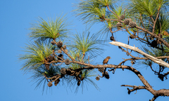 Benguet pine (Pinus kesiya)