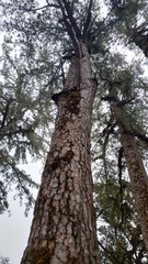 Benguet pine (Pinus kesiya)