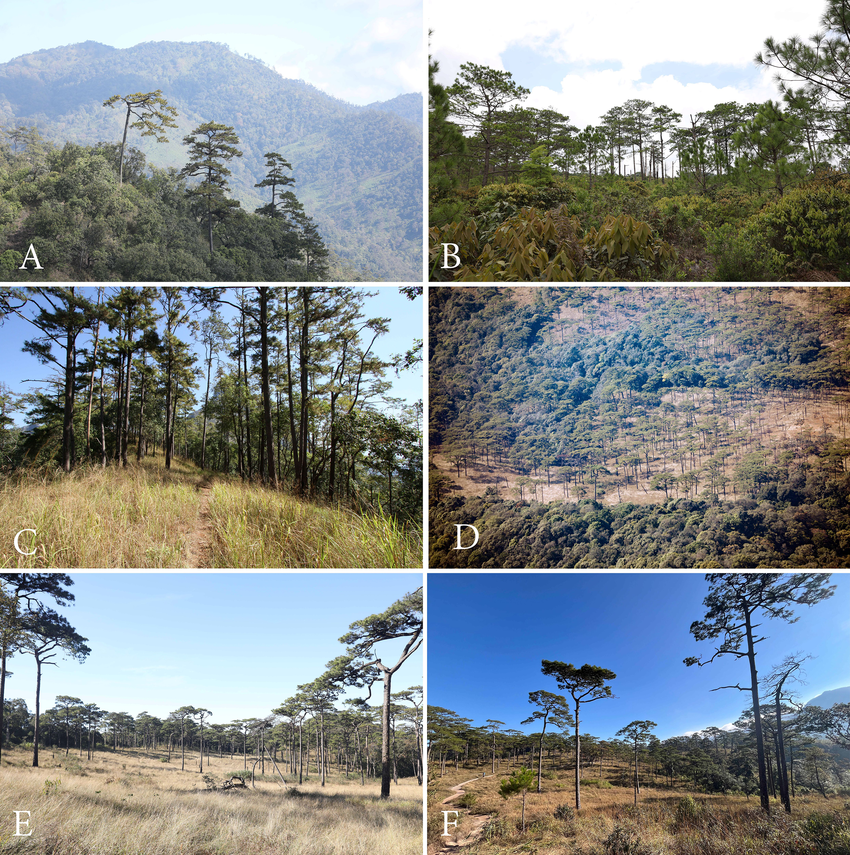 Benguet pine: Habitat and ecology of Pinus kesiya in Thailand (A) Lower montane pine-oak forest at Doi Langka, Chiang Rai Province, at an elevation of ca. 1,700 m. a.m.s.l. (
