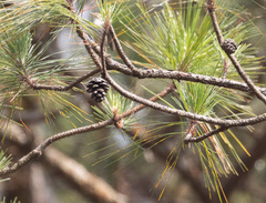 Benguet pine (Pinus kesiya)