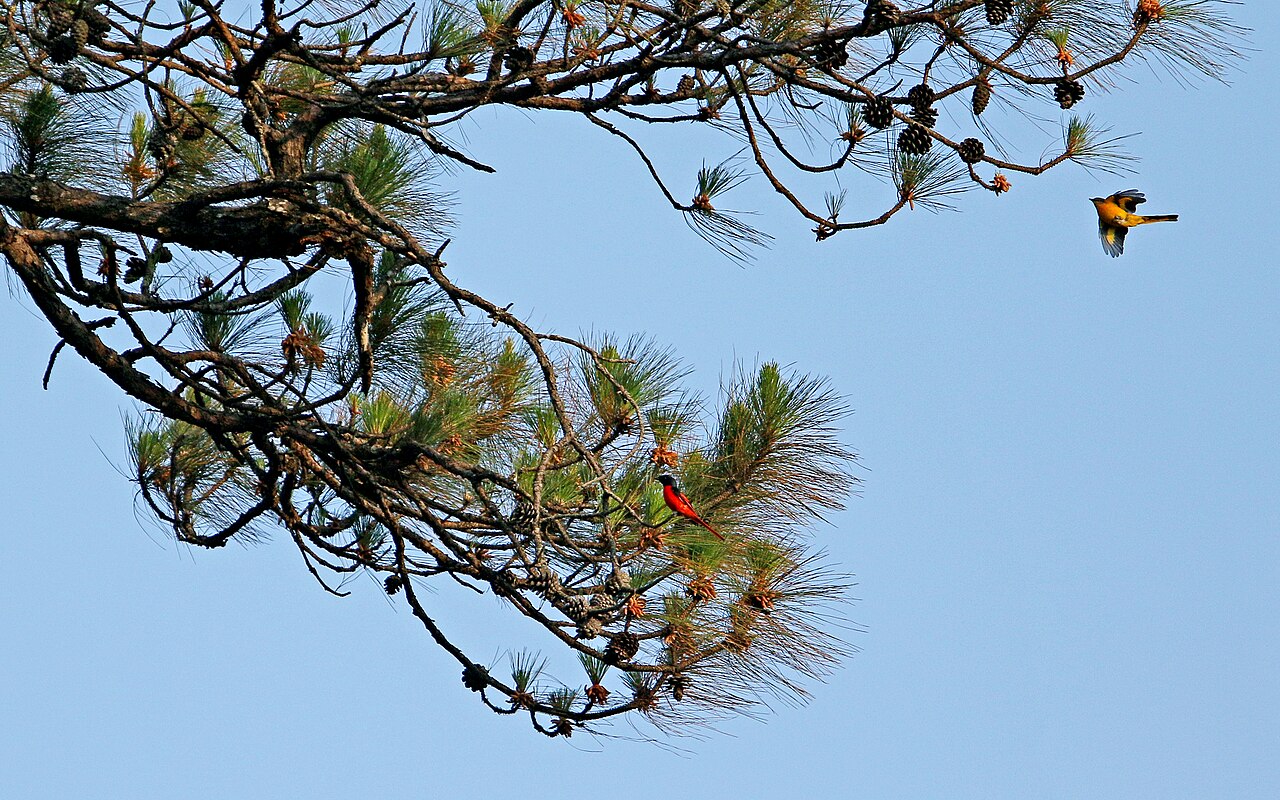 Benguet pine: Long-tailed Minivet Pericrocotus ethologus in Khasi Pine Pinus kesiya , Doi Pha Hom Pok National Park, Thailand