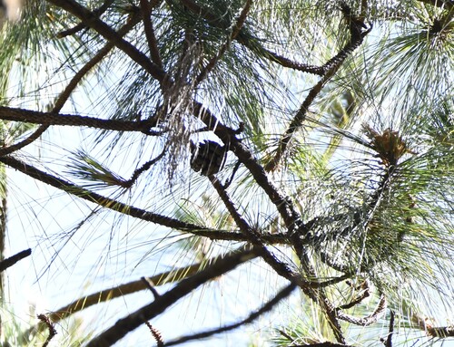 Benguet pine (Pinus kesiya)