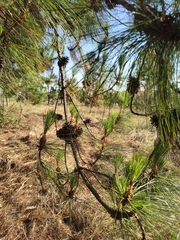 Benguet pine (Pinus kesiya)