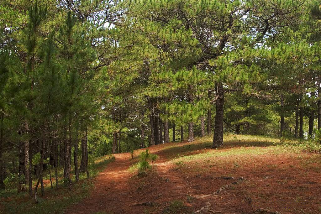 Benguet pine: Pinus kesiya , Mt. Ugo, Cordillera Central, Luzon, Philippines; approx. 16°19'N 120°48'E.