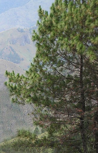 Sumatran pine: Pinus merkusii , Lake Toba, Sumatra, Indonesia