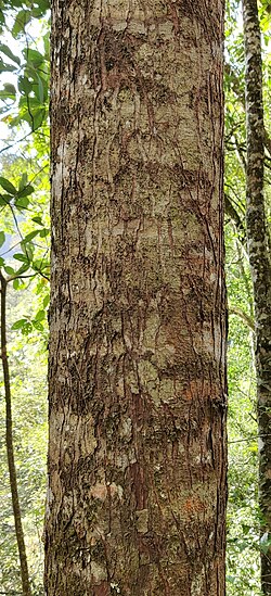 Sumatran pine: Pinus merkusii needles at Kerinci, Kerinci Seblat, ID-JA, ID