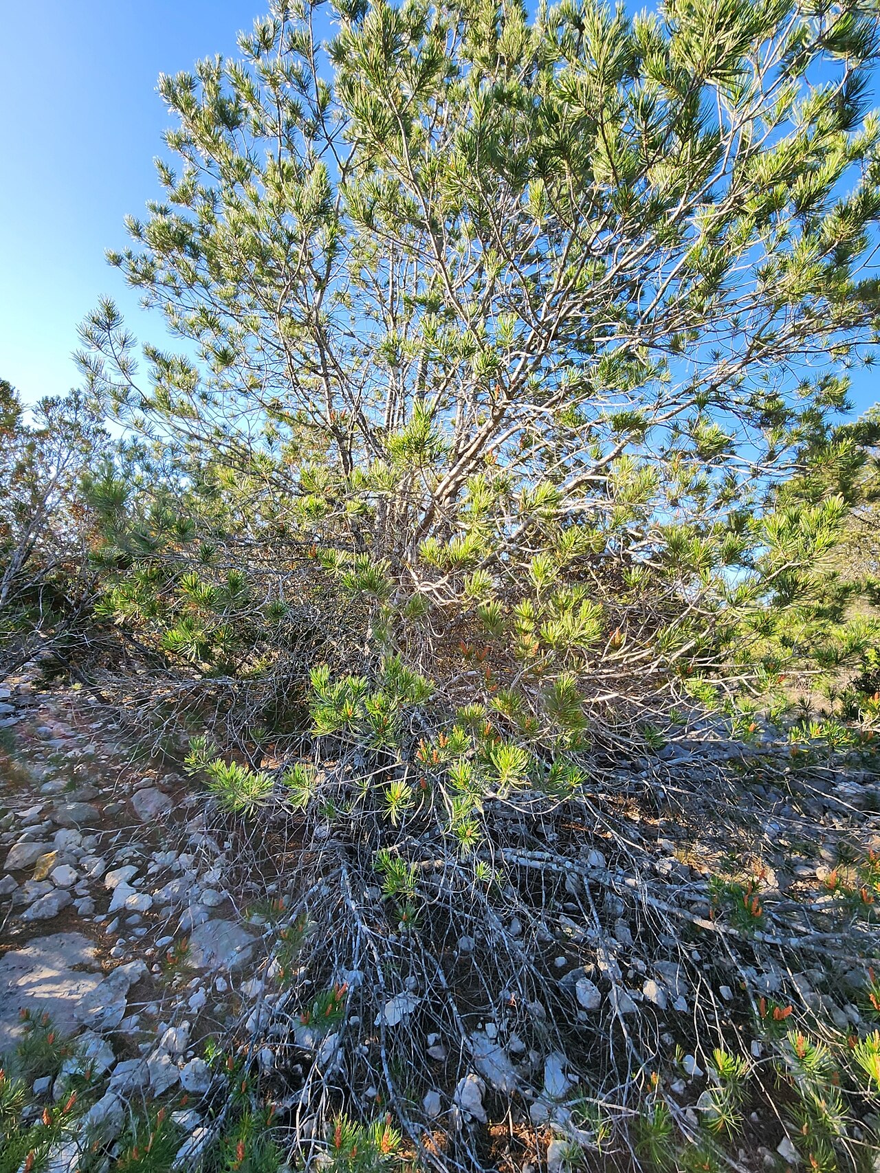 Papershell pinyon: Papershell Pinyon Pinus remota , near Rocksprings, Edwards Plateau, Texas, USA.