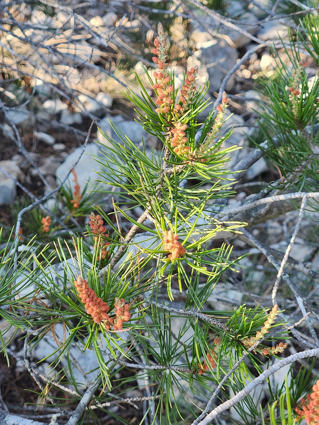 Papershell pinyon: Papershell Pinyon Pinus remota , near Rocksprings, Edwards Plateau, Texas, USA.