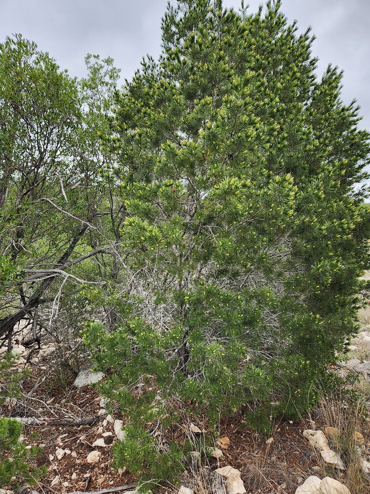 Papershell pinyon: Papershell Pinyon Pinus remota , near Rocksprings, Edwards Plateau, Texas, USA.