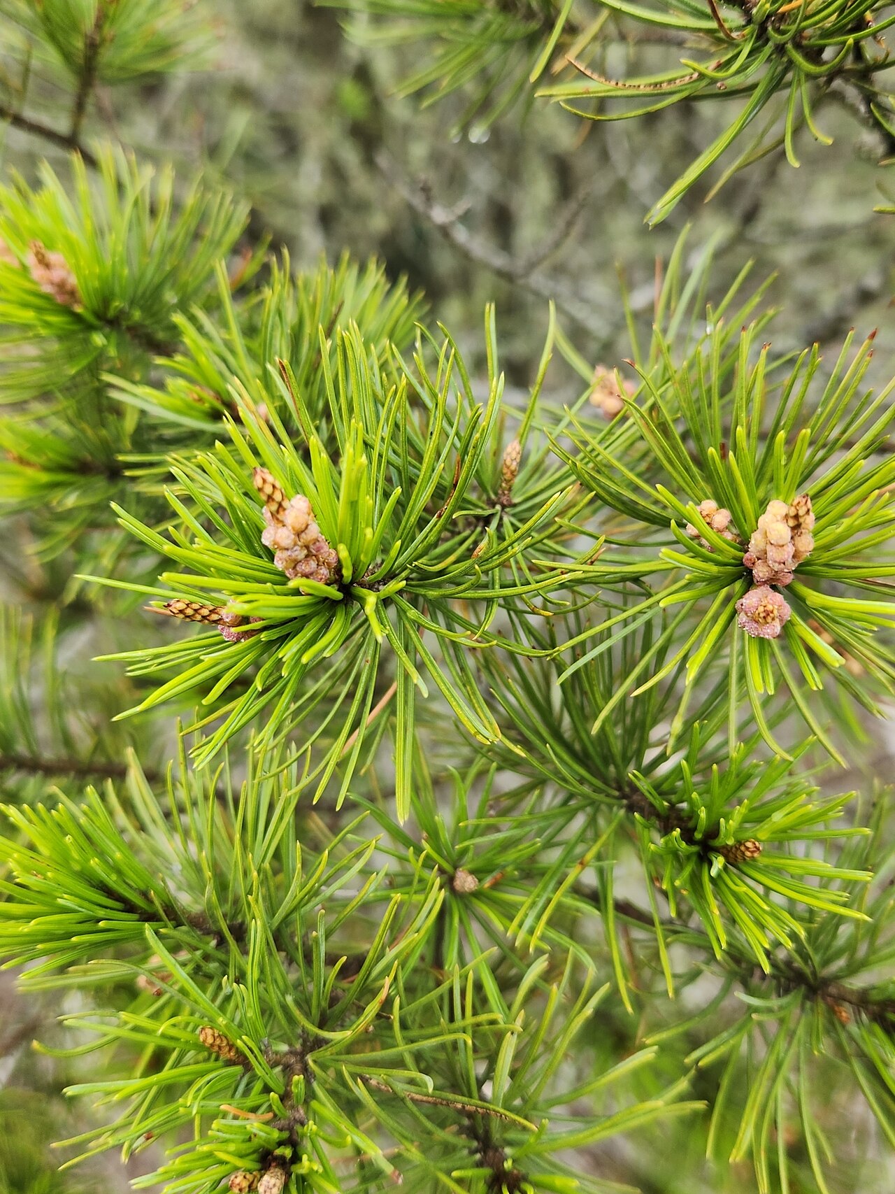 Papershell pinyon: Papershell Pinyon Pinus remota , near Rocksprings, Edwards Plateau, Texas, USA.