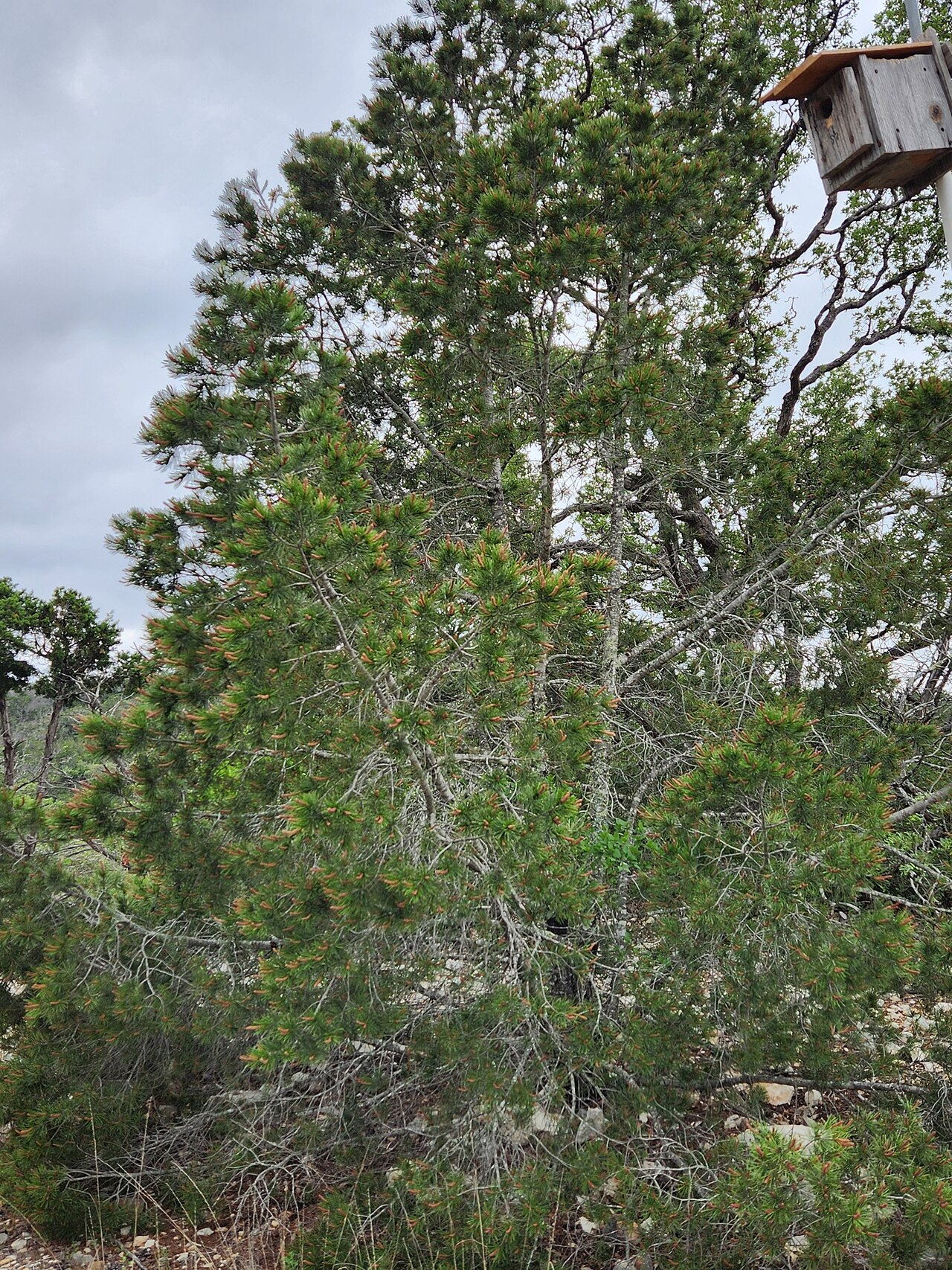 Papershell pinyon: Papershell Pinyon Pinus remota , near Rocksprings, Edwards Plateau, Texas, USA.