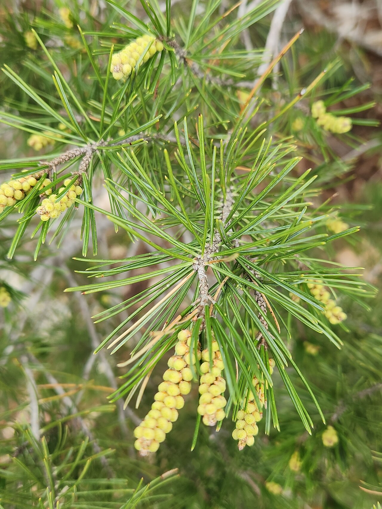 Papershell pinyon: Papershell Pinyon Pinus remota , near Rocksprings, Edwards Plateau, Texas, USA.