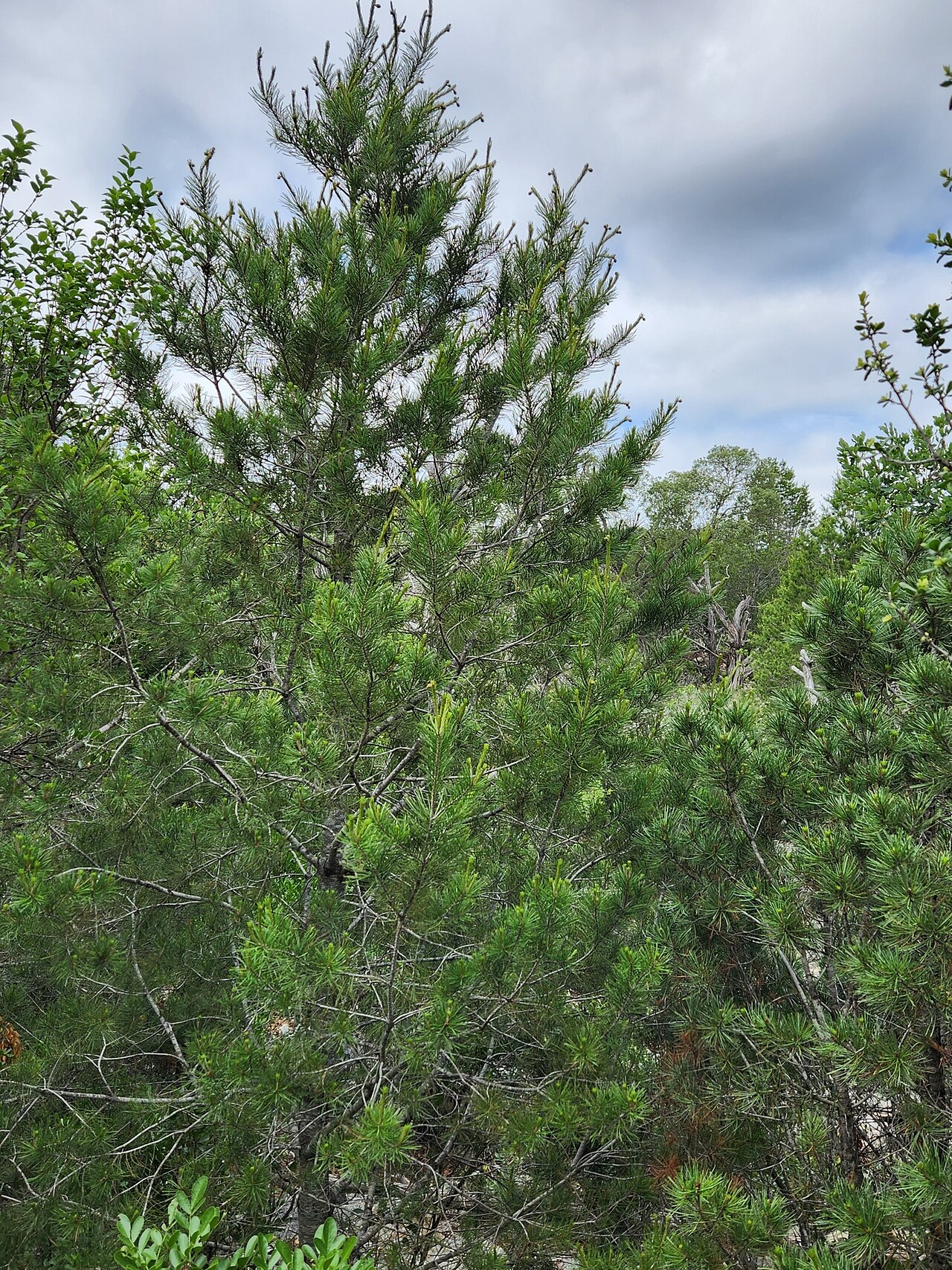 Papershell pinyon: Papershell Pinyon Pinus remota , near Rocksprings, Edwards Plateau, Texas, USA.