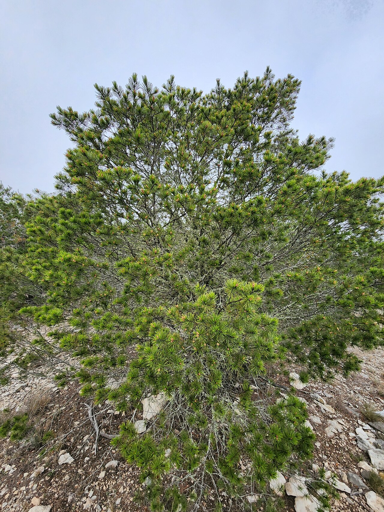 Papershell pinyon: Papershell Pinyon Pinus remota , near Rocksprings, Edwards Plateau, Texas, USA.
