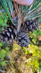 Red pine (Pinus resinosa)
