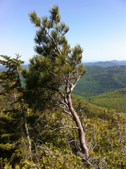 Red pine (Pinus resinosa)