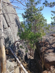 Red pine (Pinus resinosa)