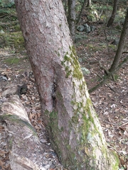 Red pine (Pinus resinosa)