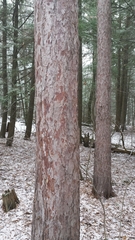 Red pine (Pinus resinosa)
