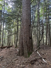 Red pine (Pinus resinosa)