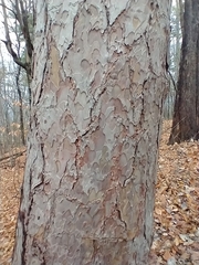 Red pine (Pinus resinosa)