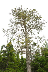 Red pine (Pinus resinosa)